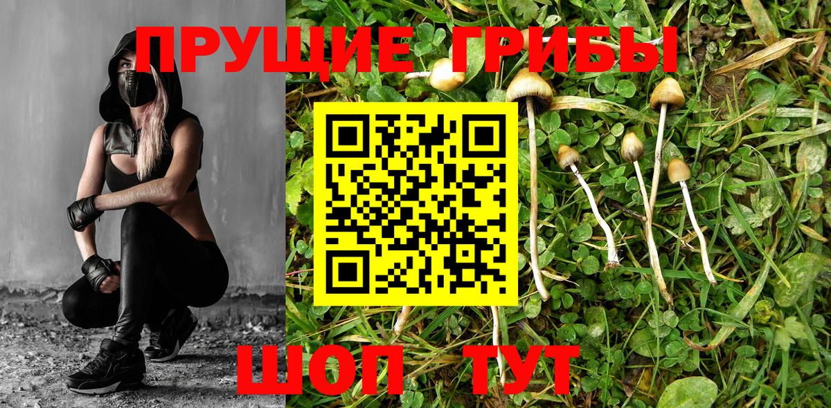 Псилоцибиновые грибы Psilocybine cubensis Куйбышев